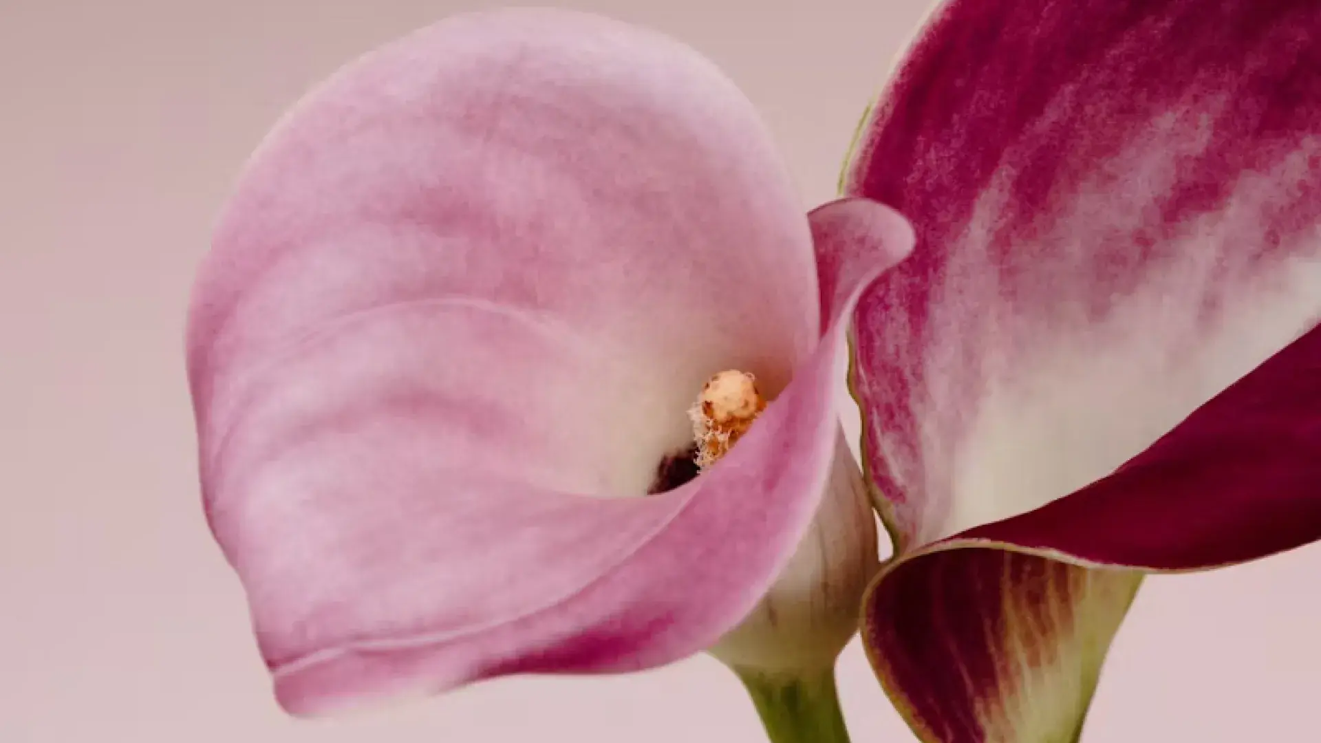 Two calla lilies, one blush pink and one deep burgundy, in close-up on a soft pink ground