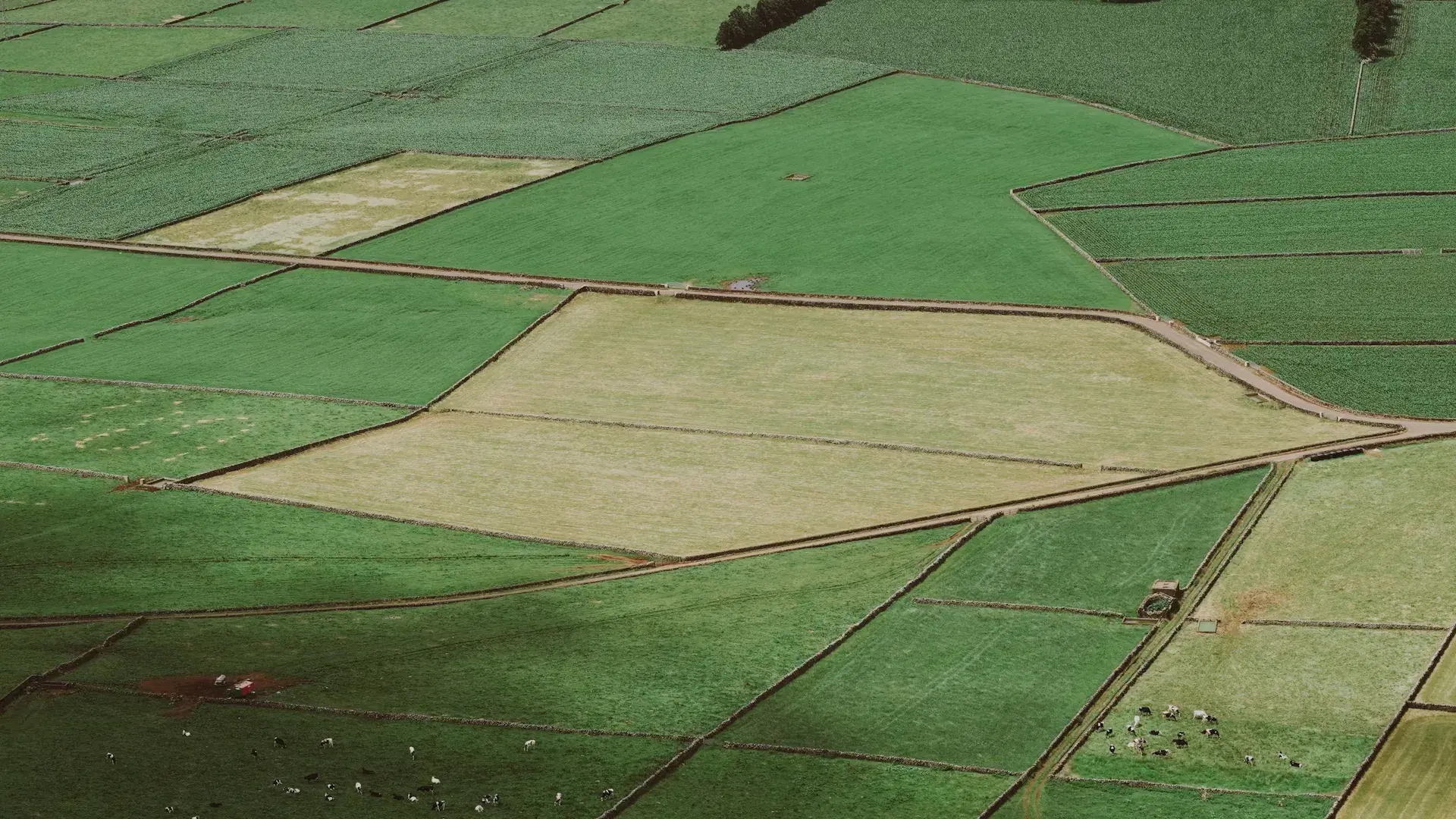 An aerial view of green and straw-coloured fields divided by walls and farm tracks, with cattle grazing